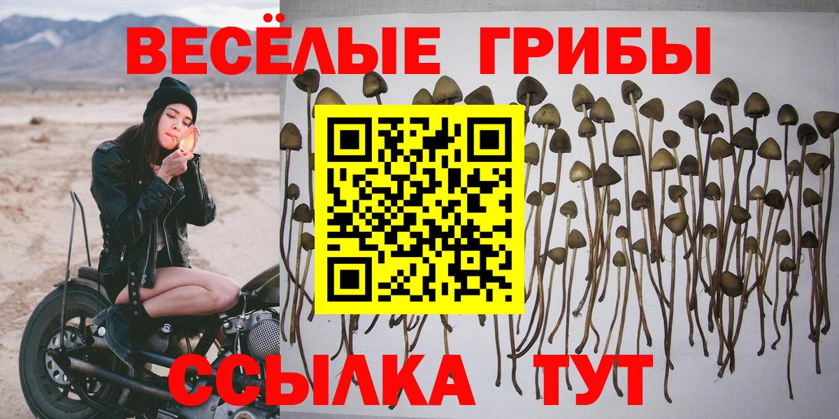Псилоцибиновые грибы мицелий Курчалой