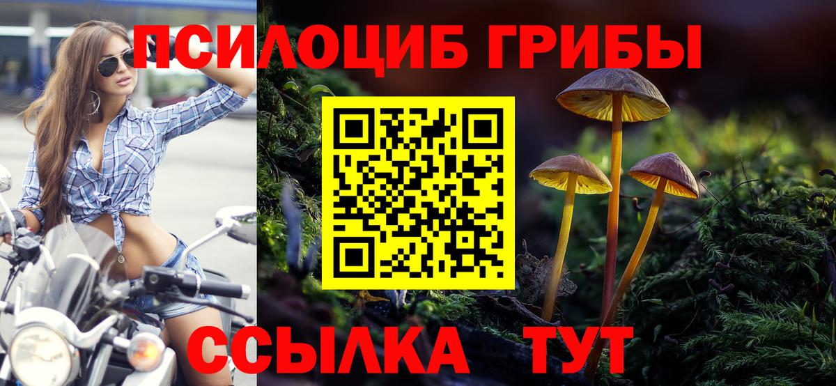 Псилоцибиновые грибы GOLDEN TEACHER  Псилоцибиновые грибы прущие грибы  Вход с VPN  Курчалой 